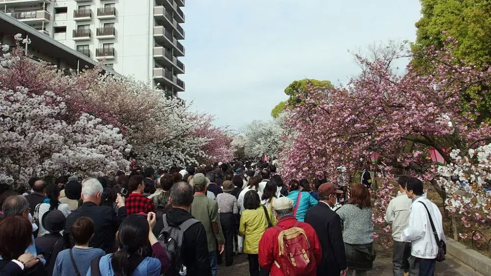 Apa Itu Hanami? Panduan Menikmati Sakura!