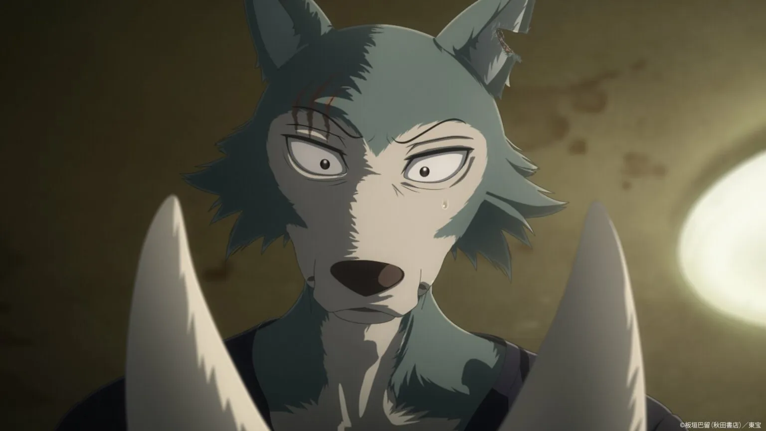 Beastars Final Season Part 2 Siap Rilis 2026, First Look Bikin Penasaran!