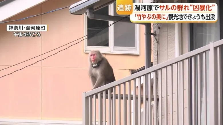 Kota di Kanagawa Kena Serang Banyak Monyet yang Agresif - image 1